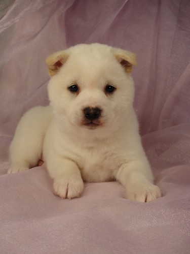 Male Cream Shiba Inu Puppy for sale #10 Born November 19, 2011